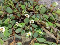 Plancia ëd Euphorbia magdalenae Benth.