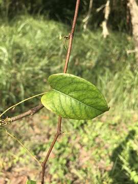 Image of American buckwheat vine