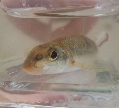 Image of Gravel chub