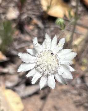 Imagem de Actinotus leucocephalus Benth.