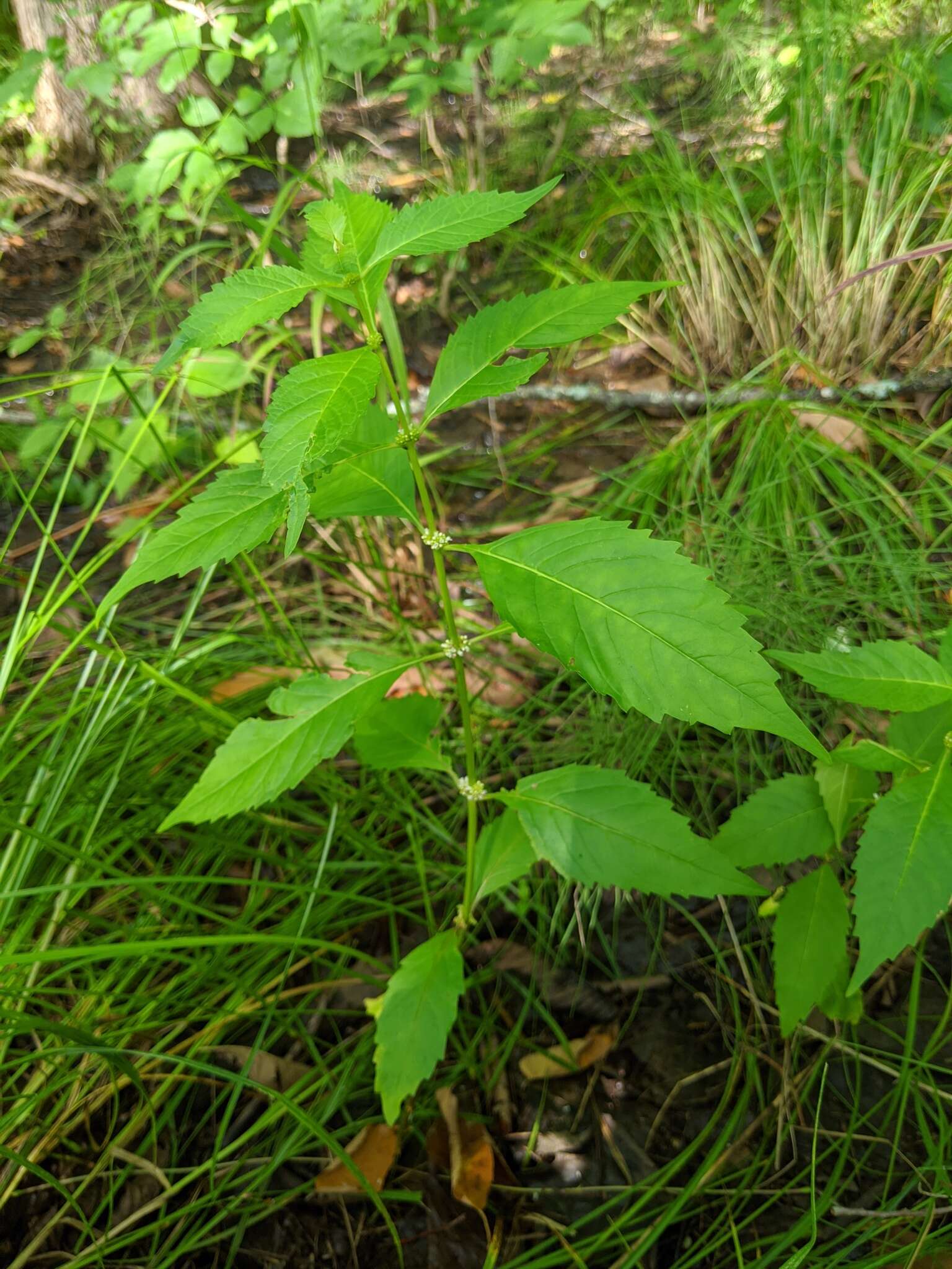 Image of Virginia water horehound