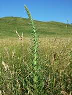 Echium italicum L.的圖片