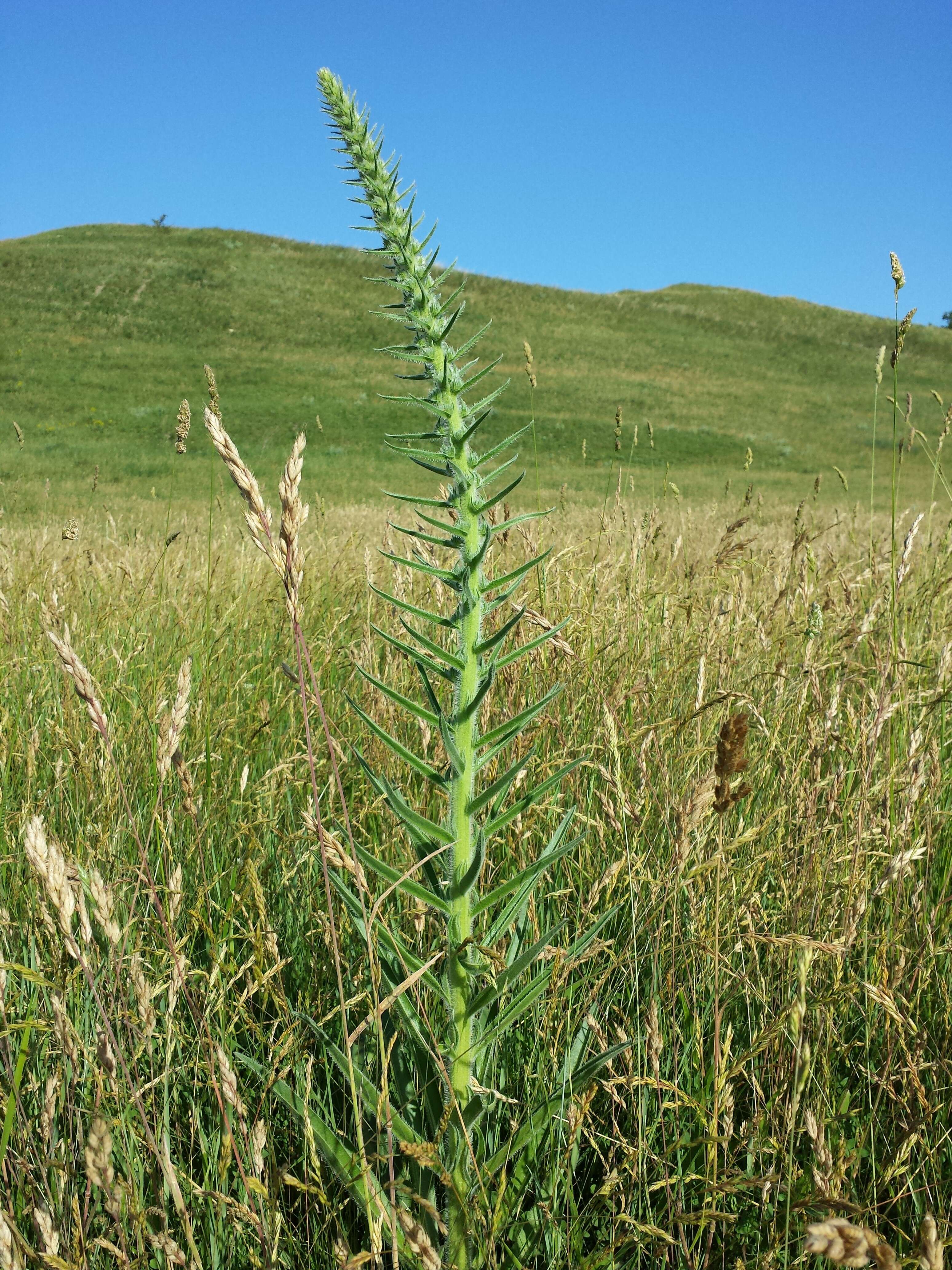 Echium italicum L.的圖片