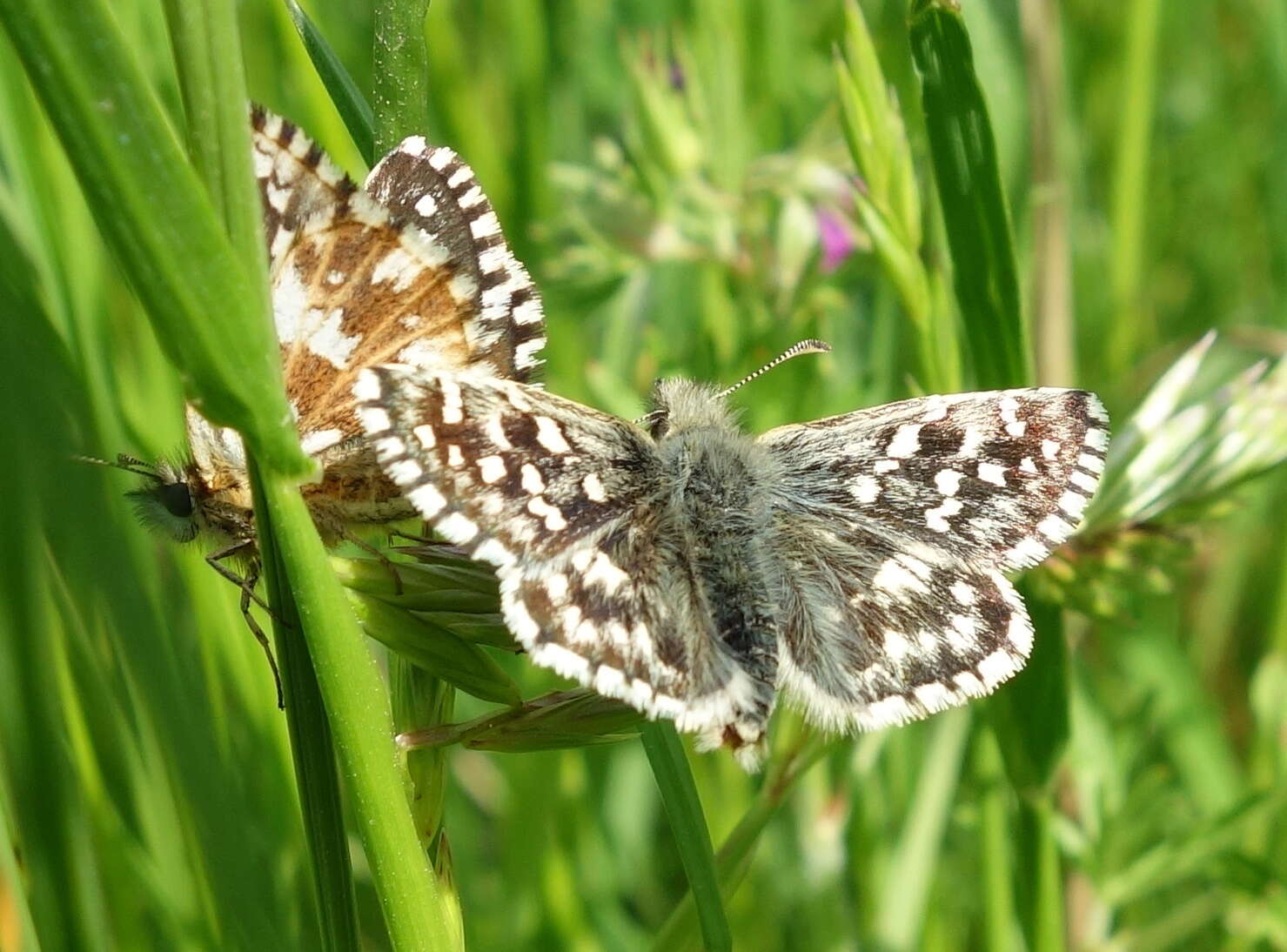 Image of Southern Grizzled Skipper