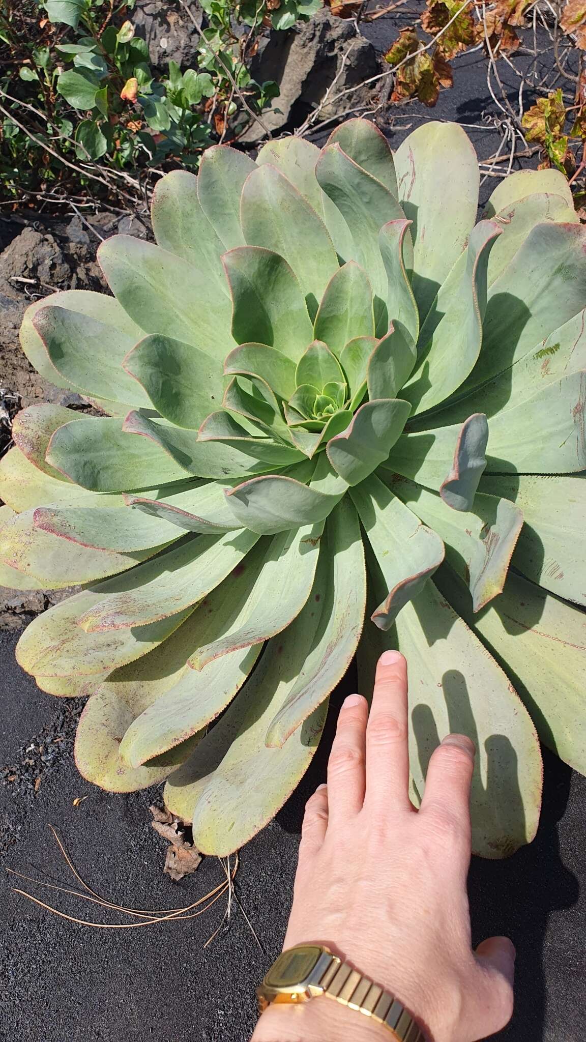 Image of Aeonium hierrense (Murr.) J. Pitard & L. Proust