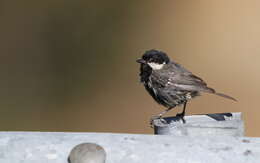 Image of Periparus ater cypriotes (Guillemard 1888)