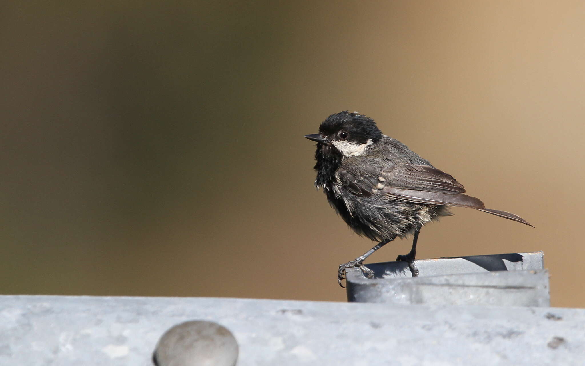 Image of Periparus ater cypriotes (Guillemard 1888)