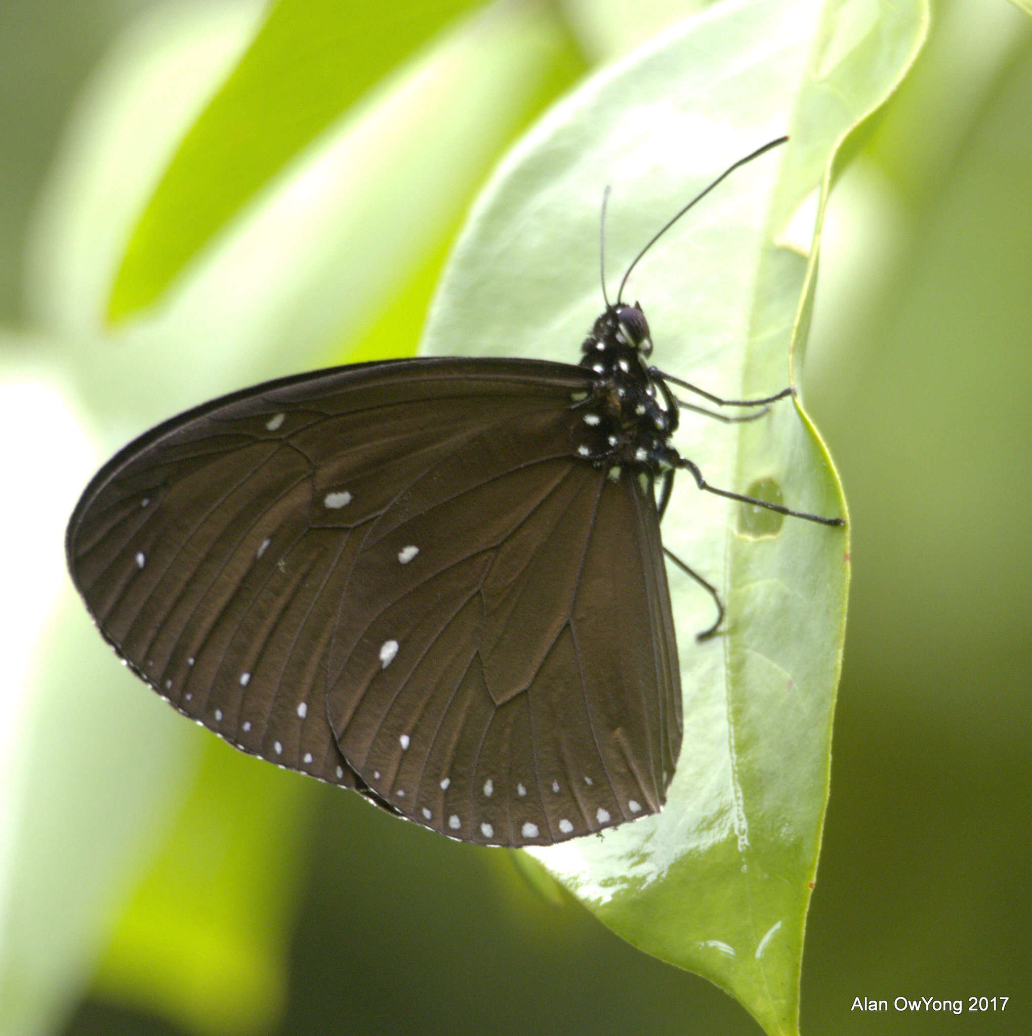 Image of Euploea tulliolus ledereri Felder 1860