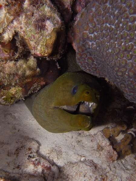 Image of Black Moray