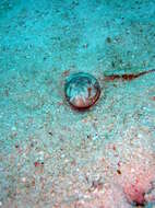 Image of Napoleon snake eel