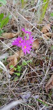 Primula cuneifolia Ledeb. resmi