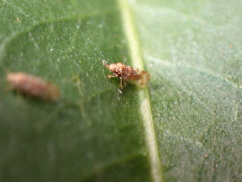 Image of Whitefly