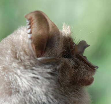 Image of Bushveld Horseshoe Bat