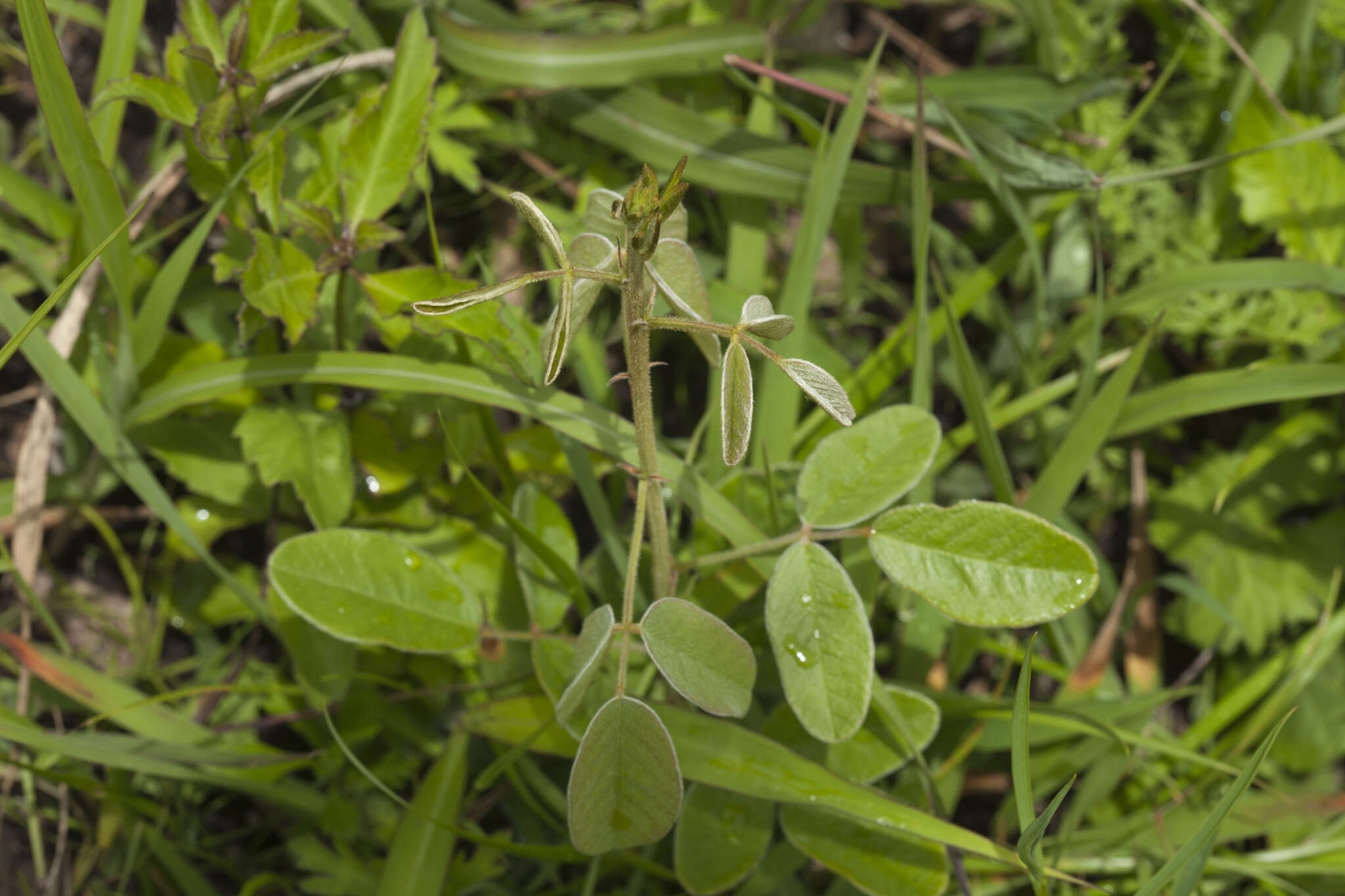 Sivun Lespedeza tomentosa (Thunb.) Maxim. kuva