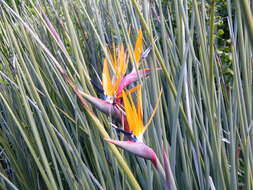 Image of Strelitzia juncea (Ker Gawl.) Link