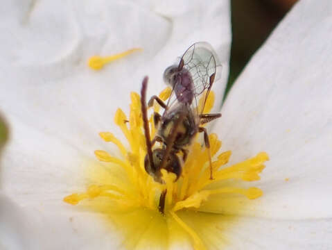 Plancia ëd Lasioglossum loetum (Brullé 1840)