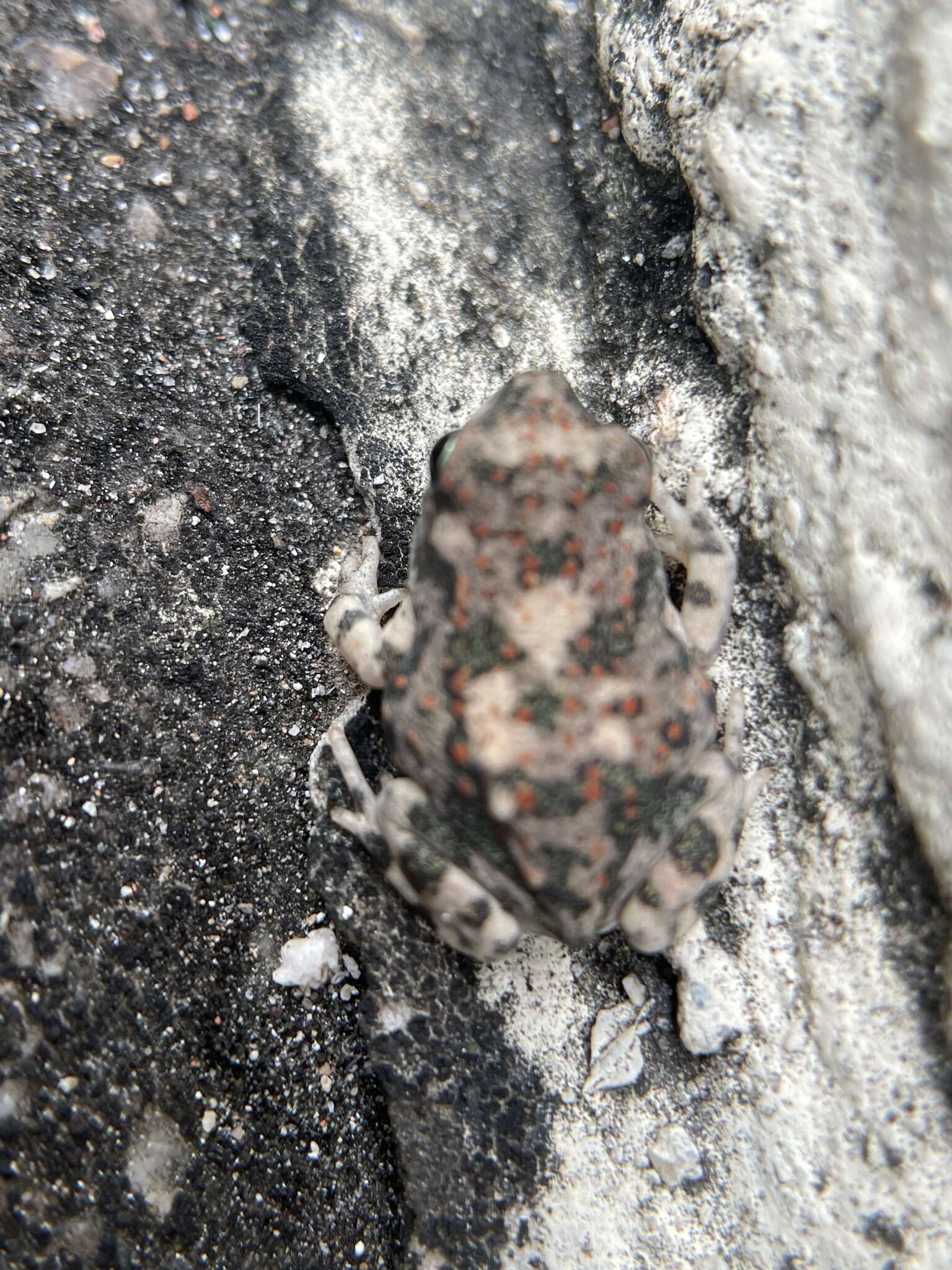 Image of Günther’s toad or rock toad