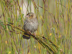 Image of Euplectes capensis capensis (Linnaeus 1766)