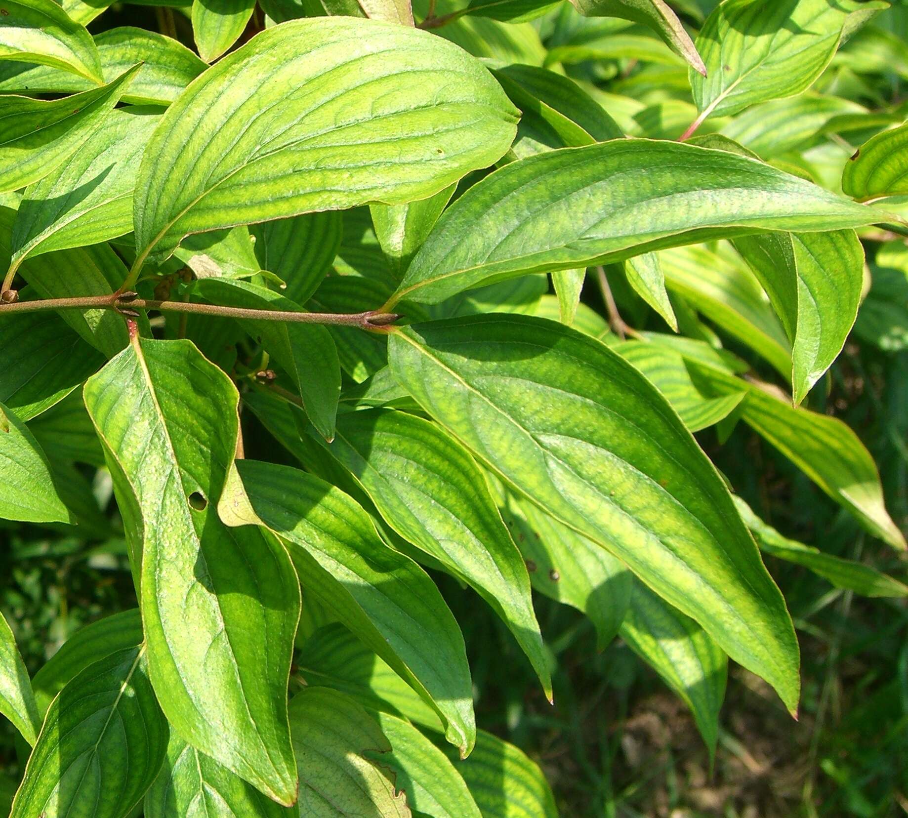 Image of Cornelian cherry dogwood