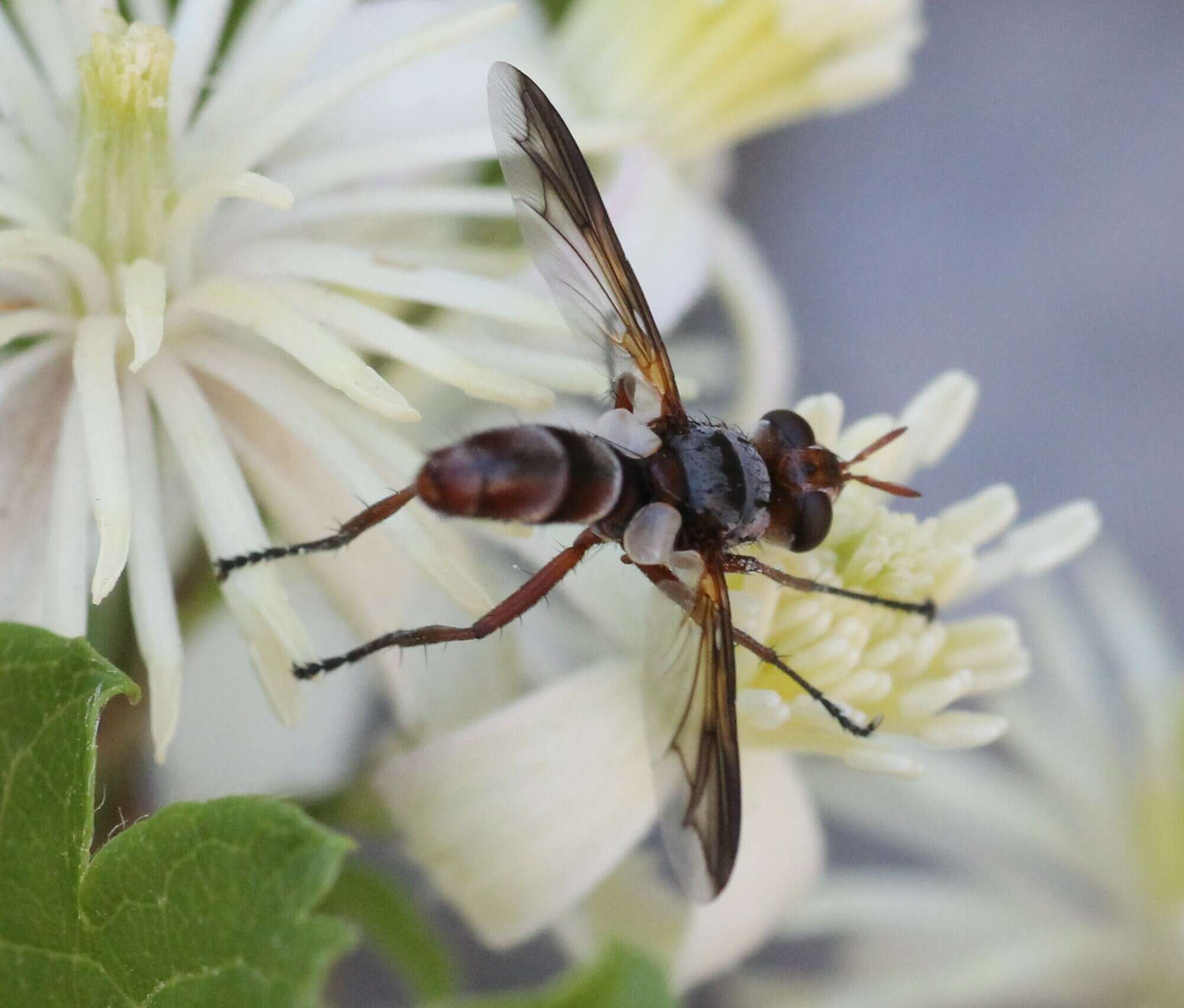 Image of Cylindromyia rubida (Loew 1854)