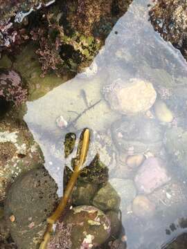 Image of Woolly sculpin