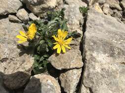 Crepis terglouensis (Hacq.) A. Kerner resmi