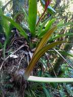 Imagem de Hippeastrum aulicum (Ker Gawl.) Herb.