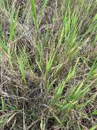 Image of African Bermudagrass