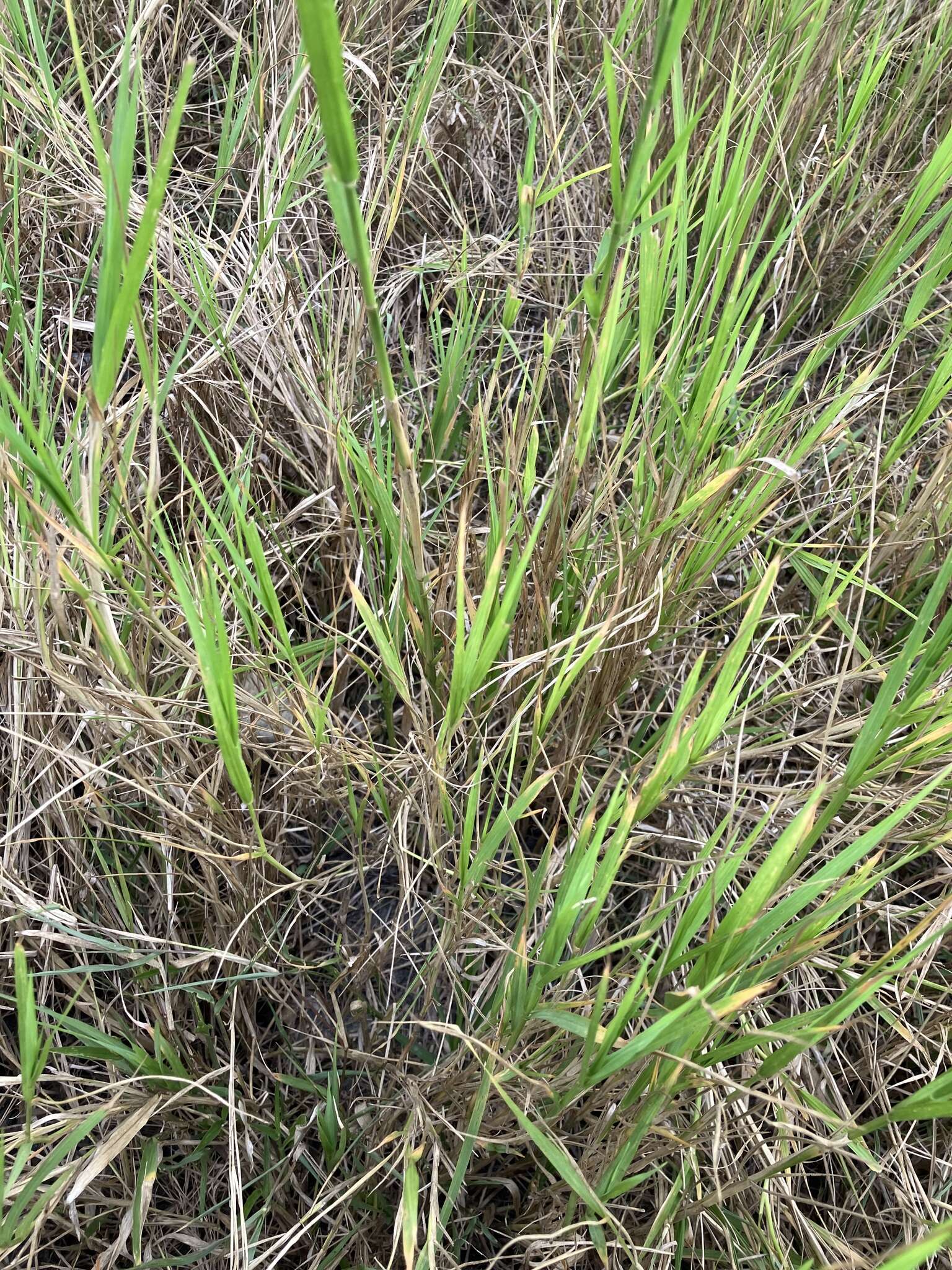 Image of African Bermudagrass