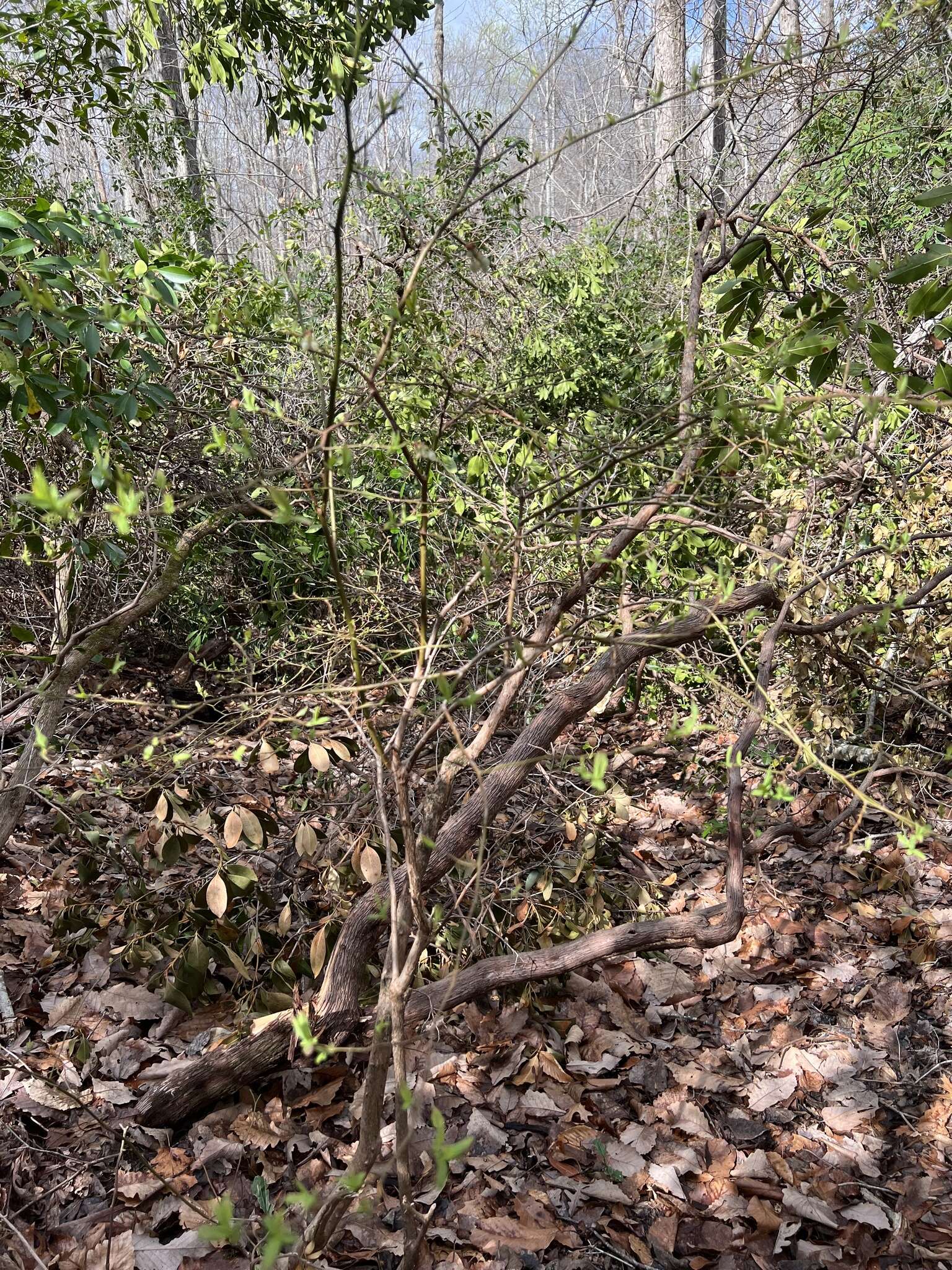 Sivun Vaccinium formosum Andr. kuva