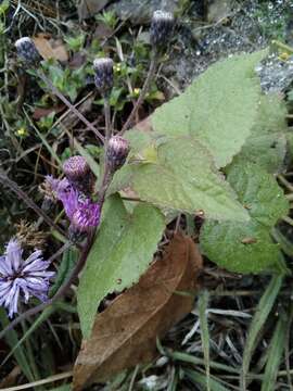 Image of Vernonia greggii A. Gray