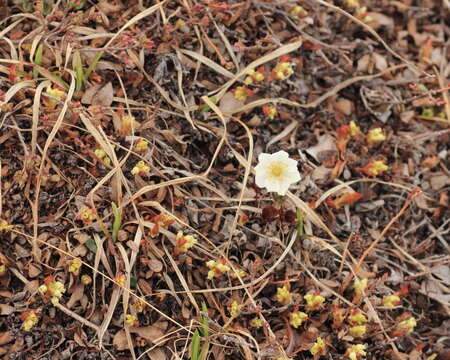 Imagem de Dryas integrifolia Vahl