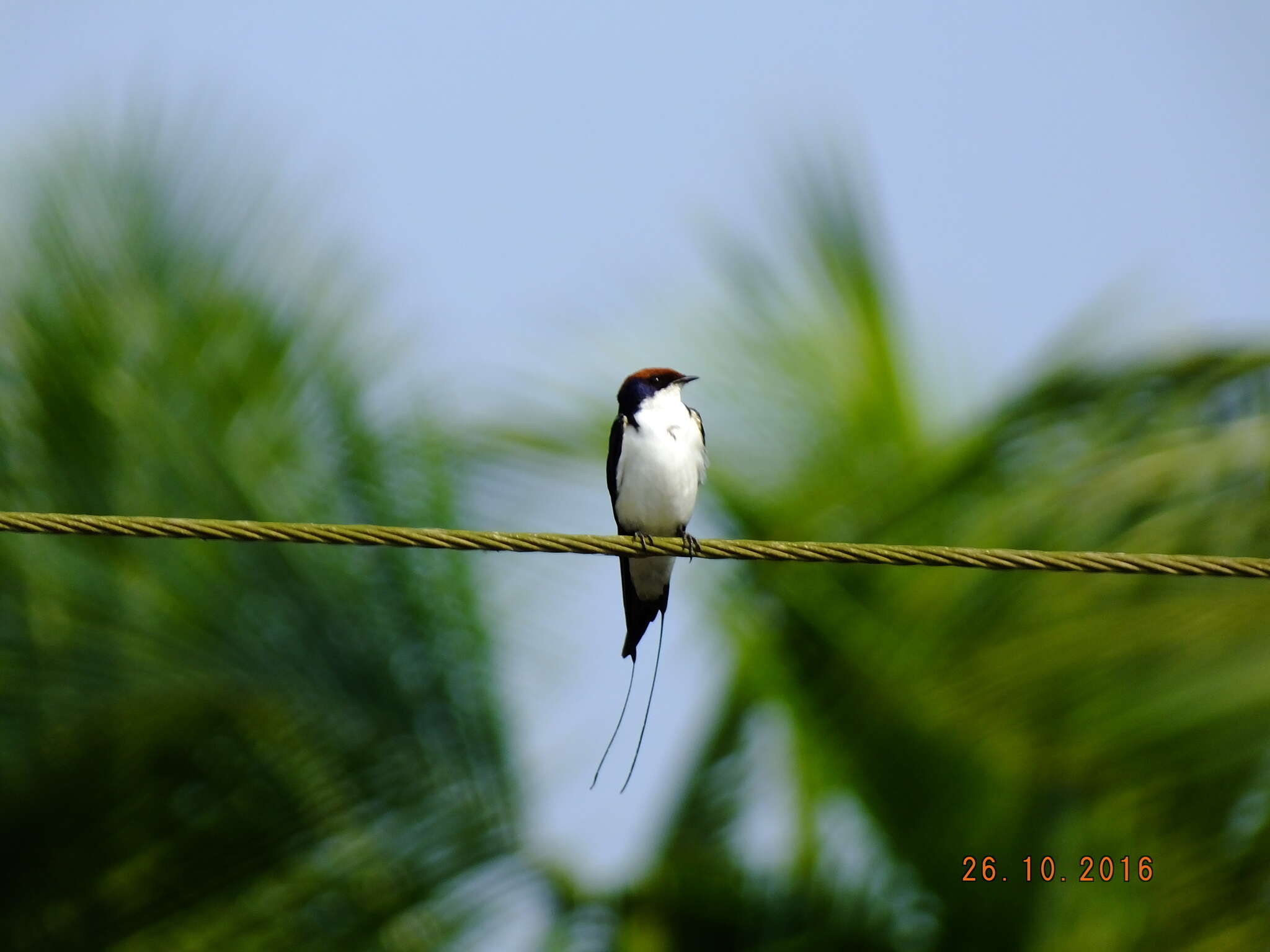 Image of Wire-tailed Swallow