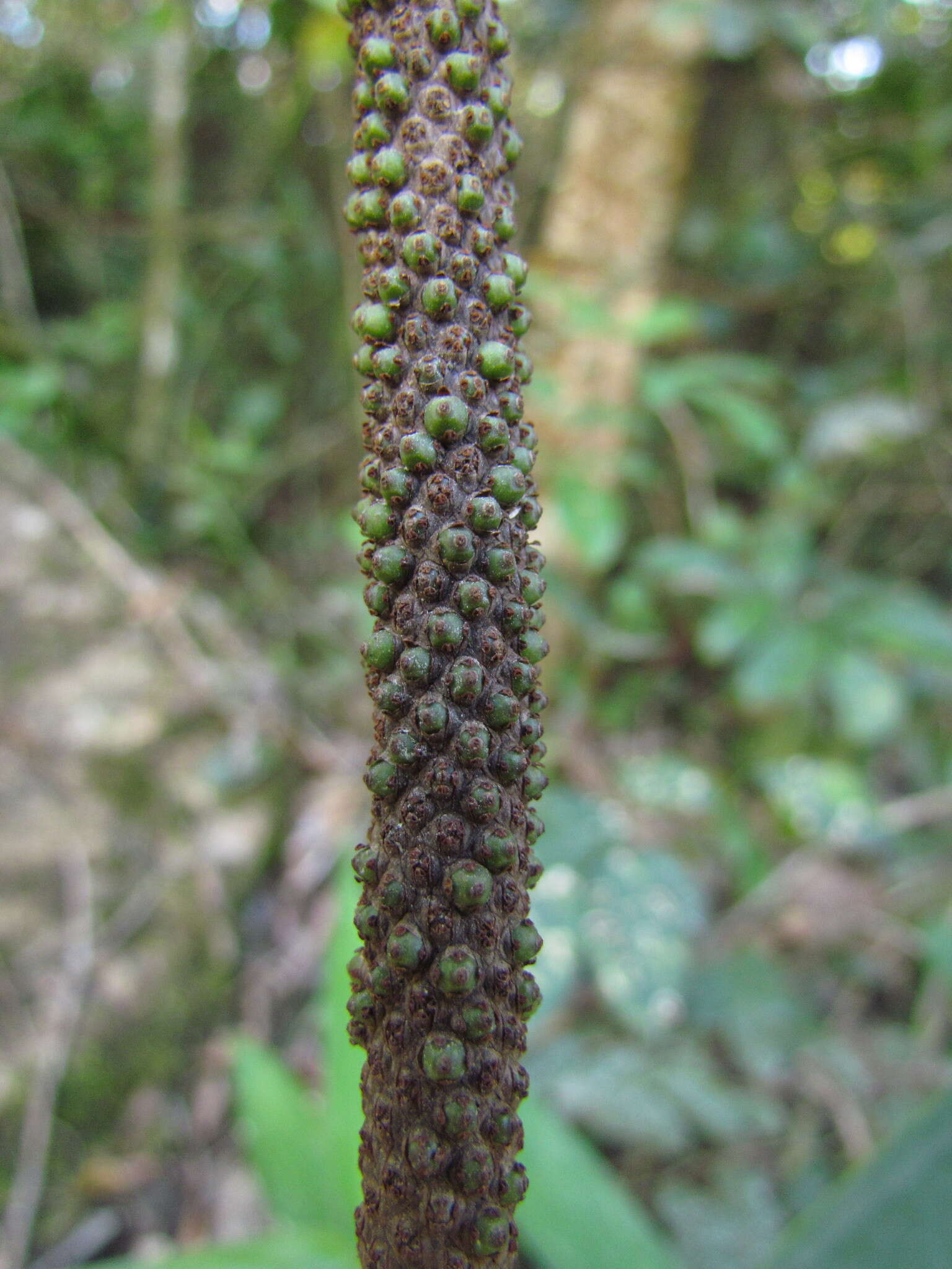 Plancia ëd Anthurium gaudichaudianum Kunth