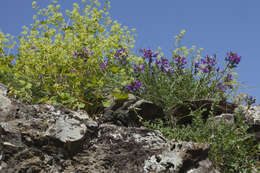 Image de Oxytropis lazica Boiss.