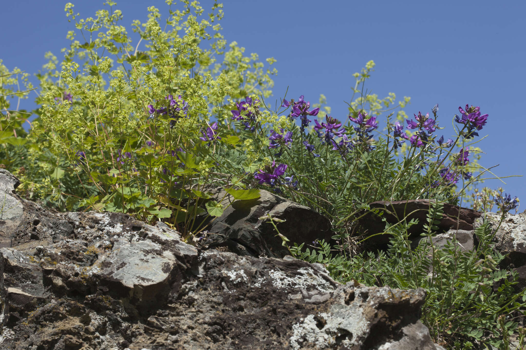 Plancia ëd Oxytropis lazica Boiss.