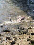 Image of Sandbar Shark