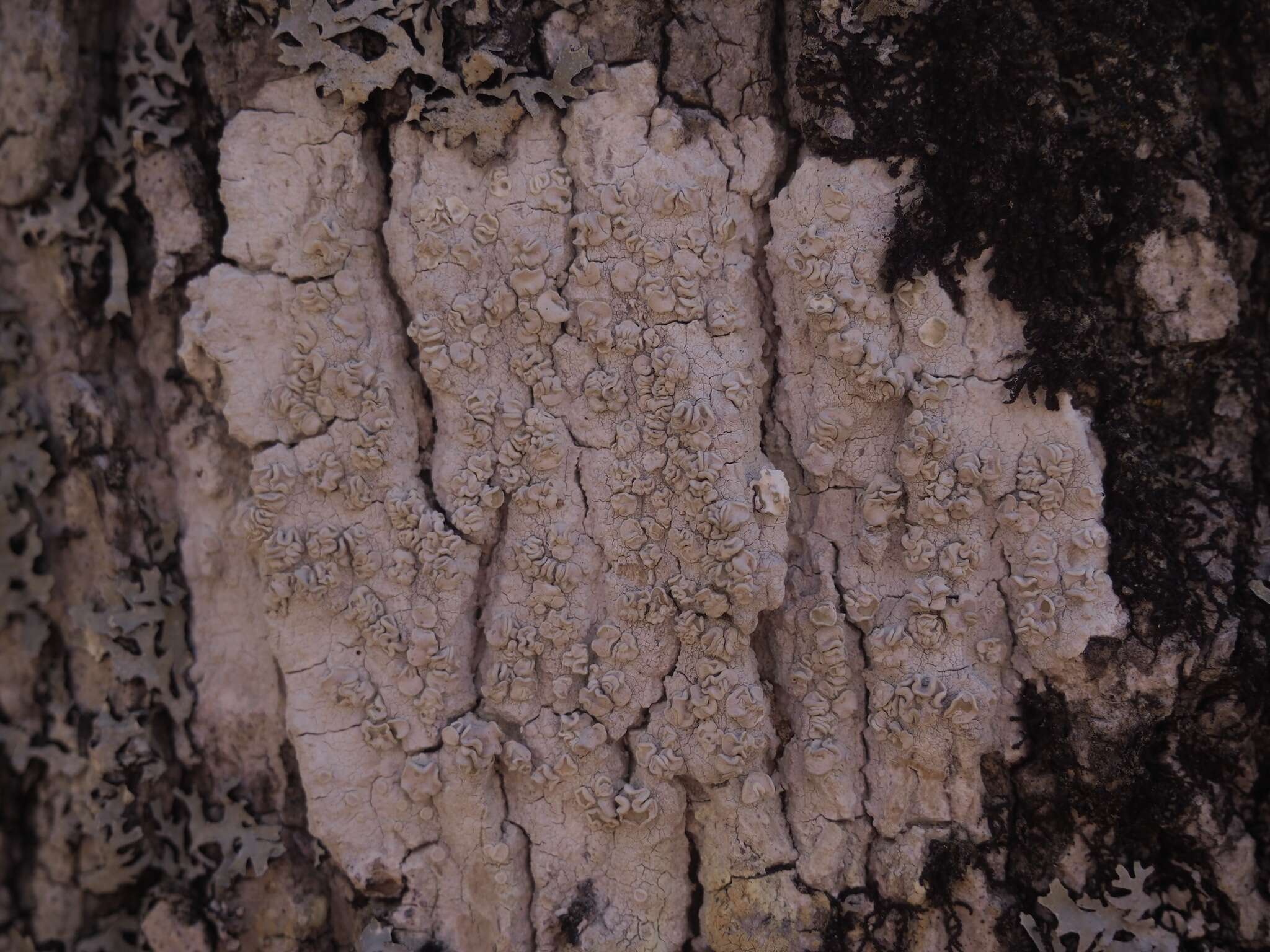 Imagem de Lecanora caesiorubella Ach.