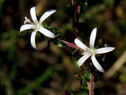 Image of Wahlenbergia tenella (L. fil.) Lammers