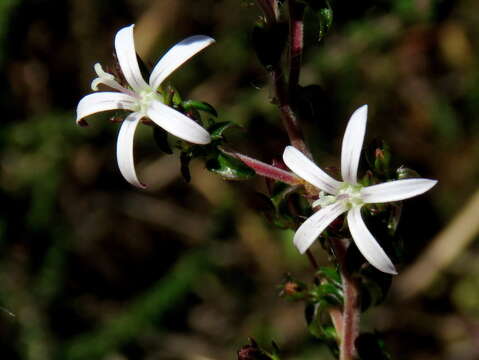 Wahlenbergia tenella (L. fil.) Lammers resmi