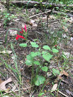 Imagem de Salvia roemeriana Scheele