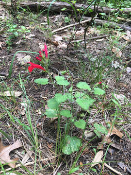 Sivun Salvia roemeriana Scheele kuva