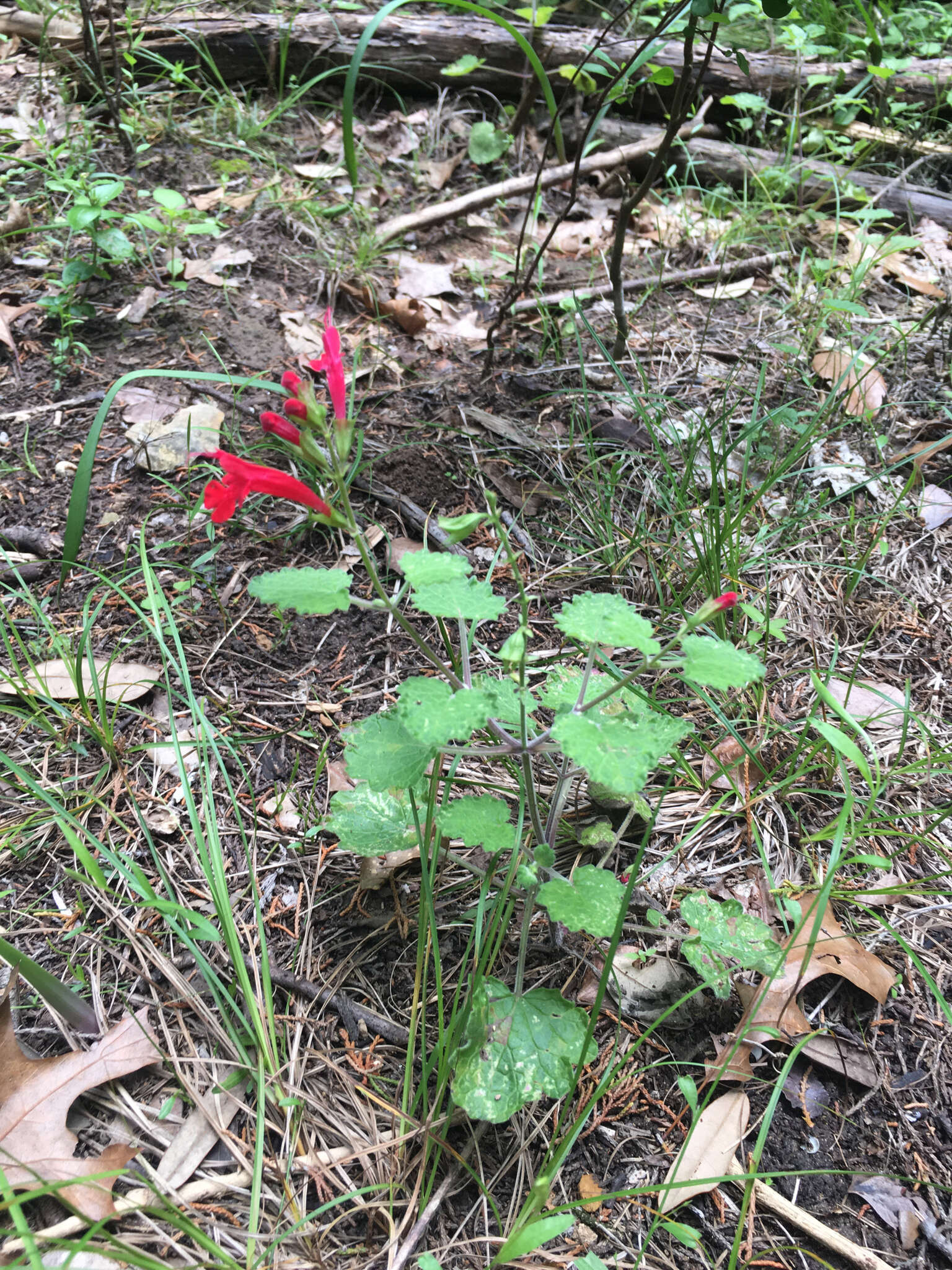 Sivun Salvia roemeriana Scheele kuva