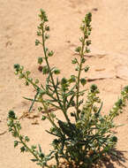 Image of Reseda arabica Boiss.