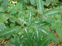 Image of Locust Digitate Leafminer