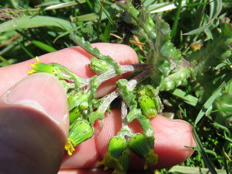 Image of Senecio vulgaris subsp. denticulatus (O. F. Mueller) P. D. Sell