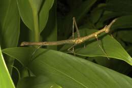 Image of Paraproscopia riedei Bentos-Pereira 2006