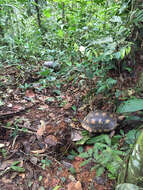 Image of Yellow-footed Tortoise