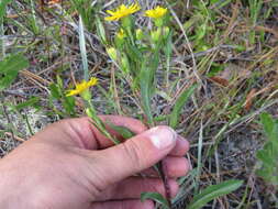 Image of Coastal-Plain Silk-Grass