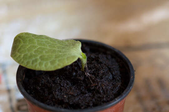 Image of figleaf gourd